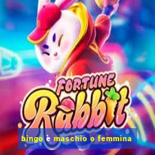 bingo è maschio o femmina